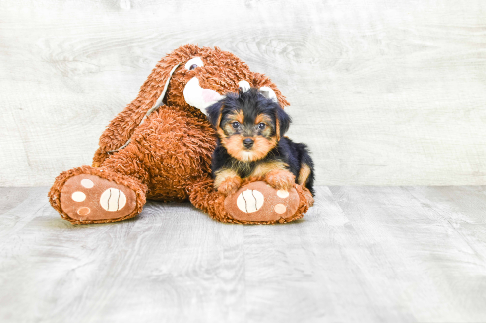 Meet Lisa - our Yorkshire Terrier Puppy Photo 