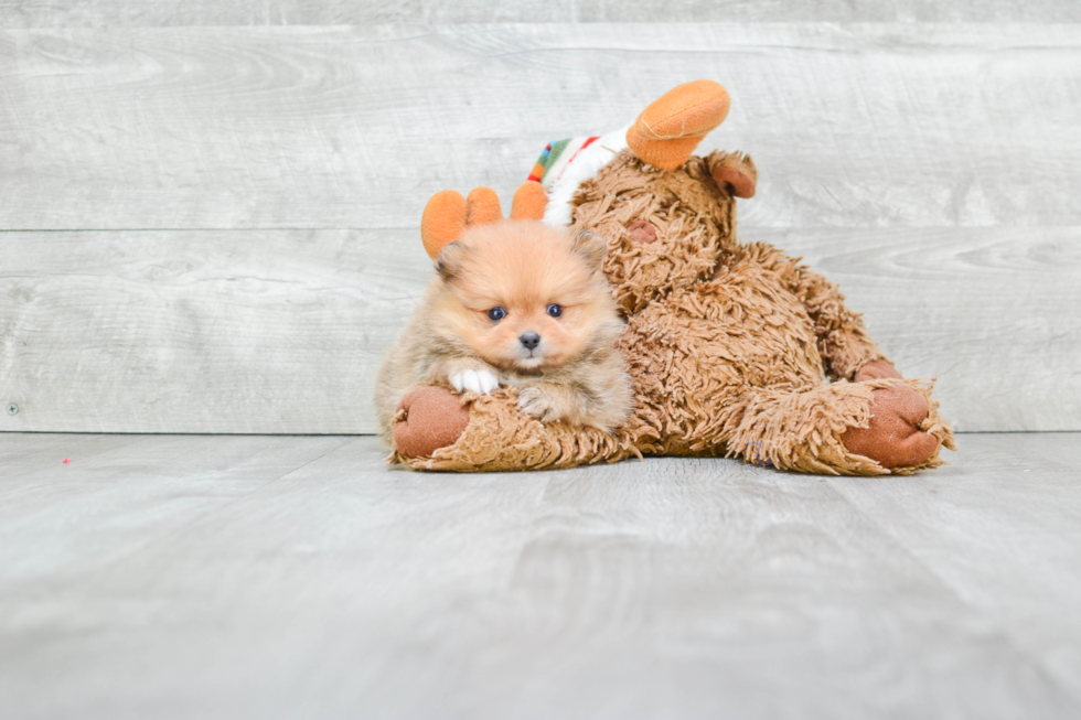 Friendly Pomeranian Baby