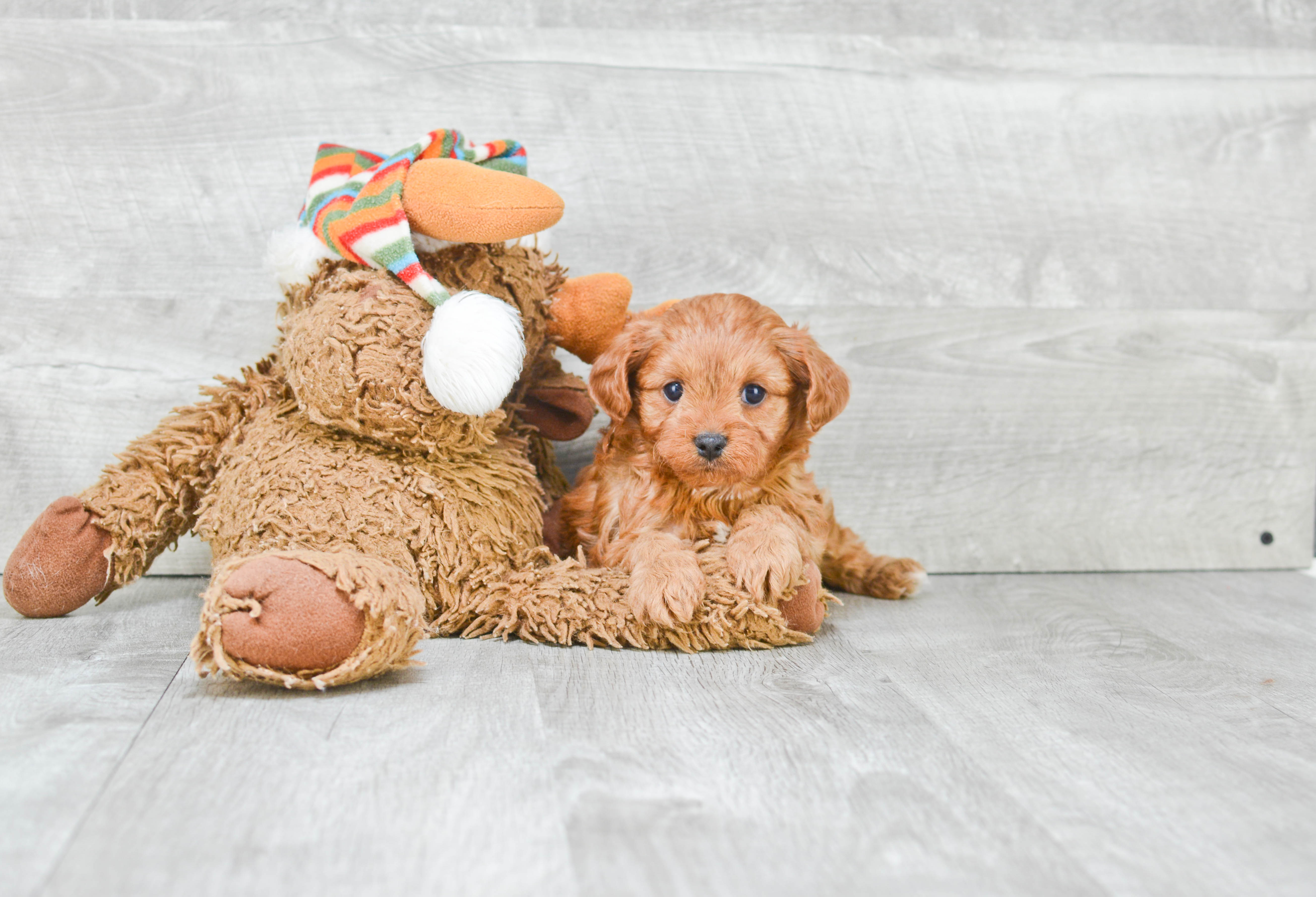 Best Cavapoo Baby