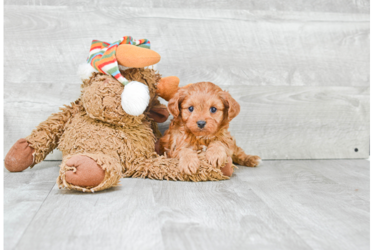 Best Cavapoo Baby