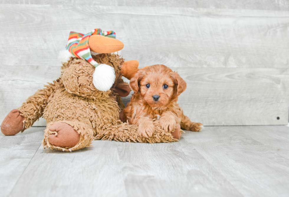 Best Cavapoo Baby