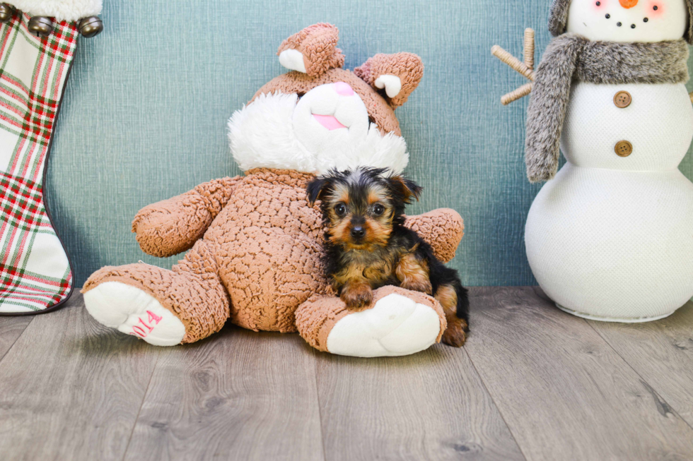 Meet Steph - our Yorkshire Terrier Puppy Photo 