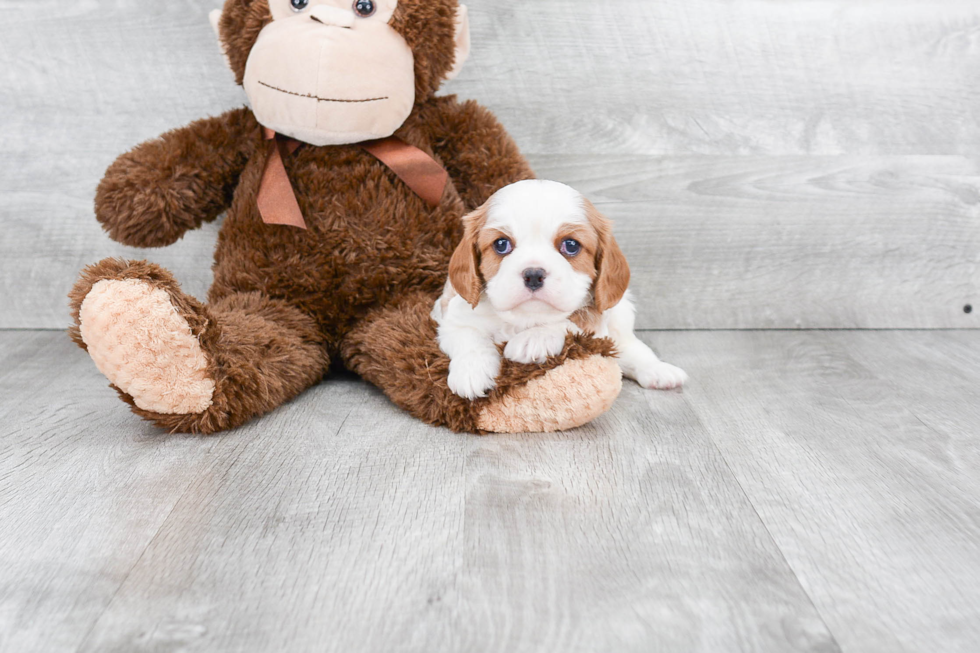 Best Cavalier King Charles Spaniel Baby