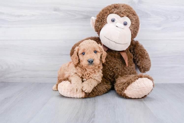 Mini Goldendoodle Pup Being Cute