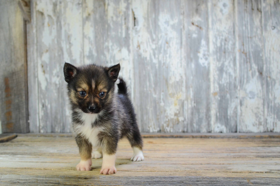 Funny Pomsky Designer Pup