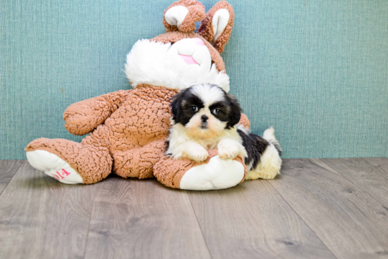 Teddy Bear Pup Being Cute