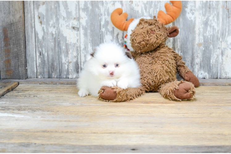 Cute Pomeranian Purebred Puppy