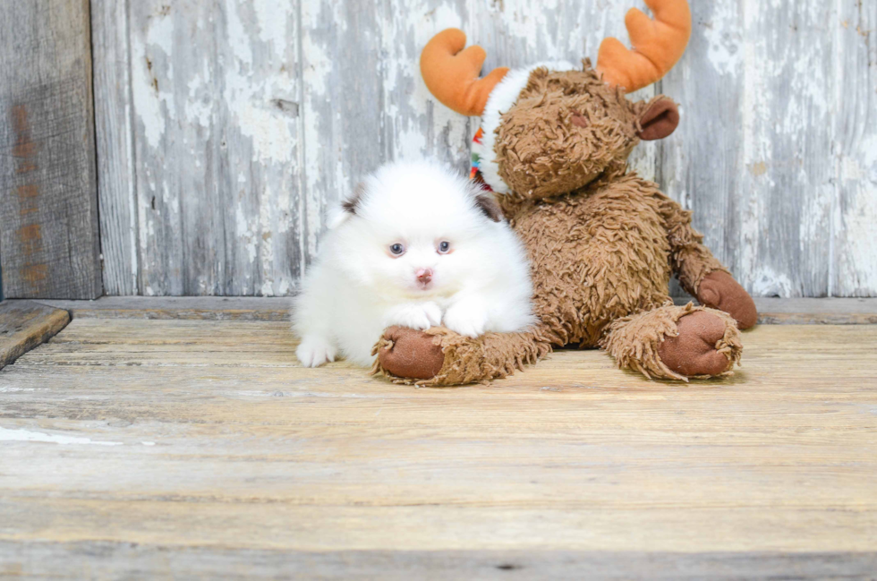 Cute Pomeranian Purebred Puppy