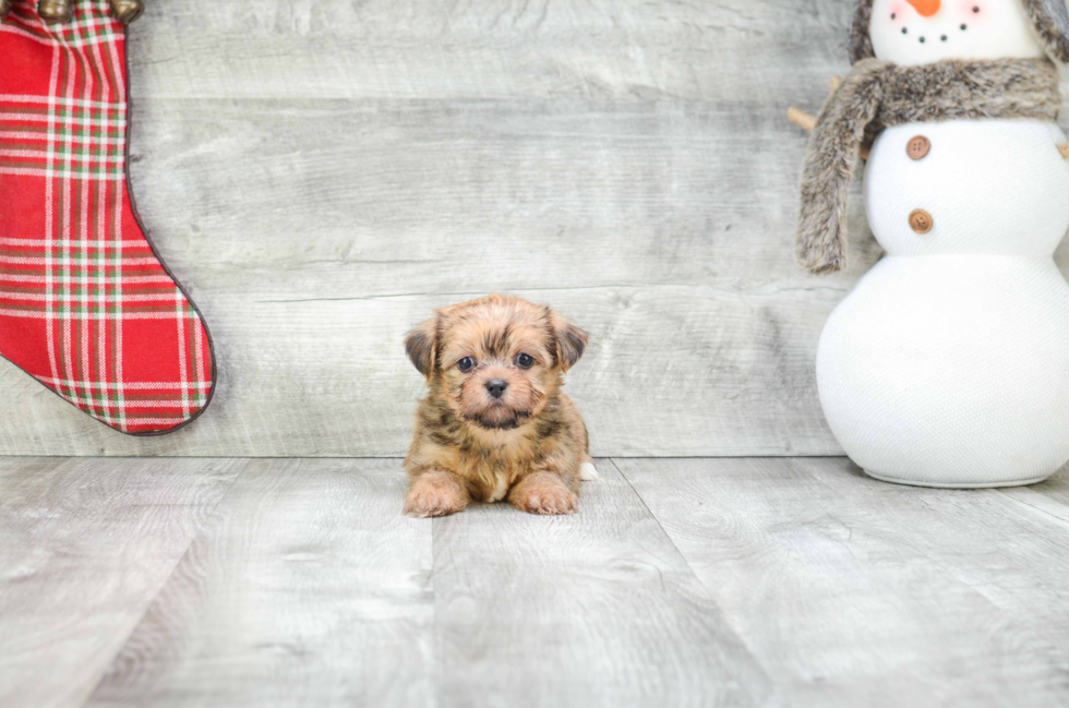 Popular Shorkie Designer Pup