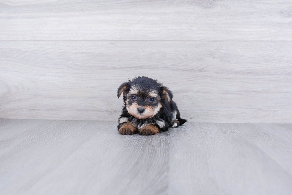 Fluffy Morkie Designer Pup