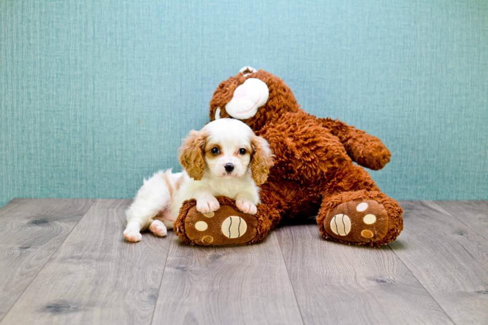 Best Cavachon Baby