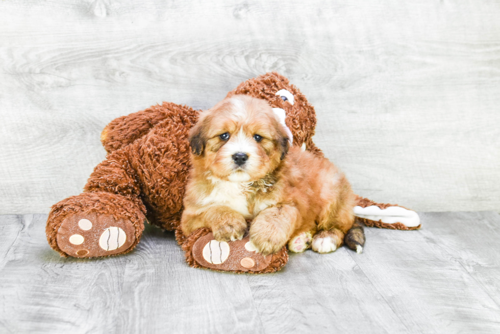 Energetic Mini Berniedoodle Poodle Mix Puppy