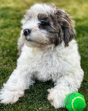 Cute Shih Poo Poodle Mix Pup