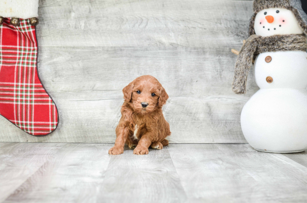 Best Mini Goldendoodle Baby