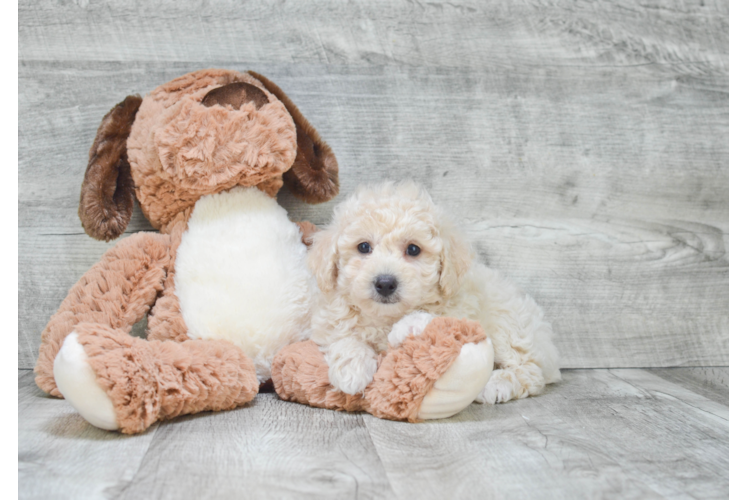 Maltipoo Puppy for Adoption