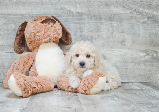 Maltipoo Puppy for Adoption