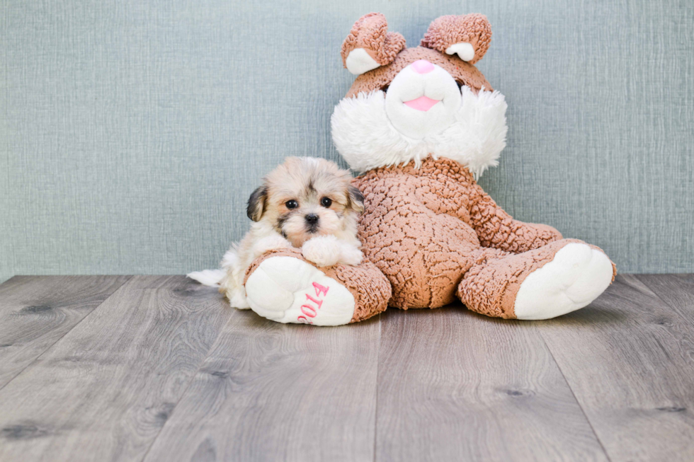 Happy Teddy Bear Baby