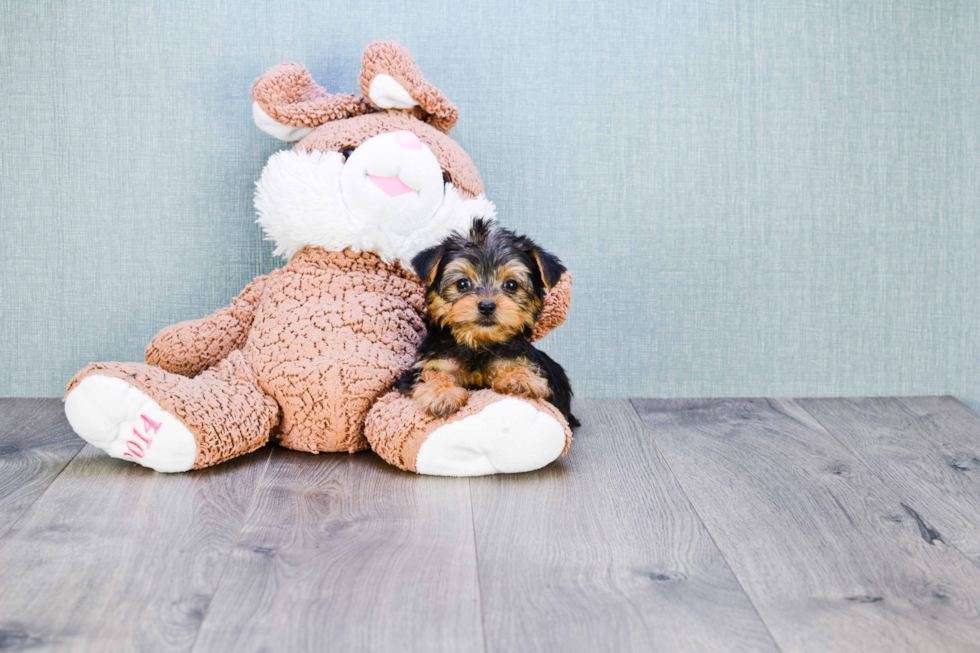 Meet Goldie - our Yorkshire Terrier Puppy Photo 