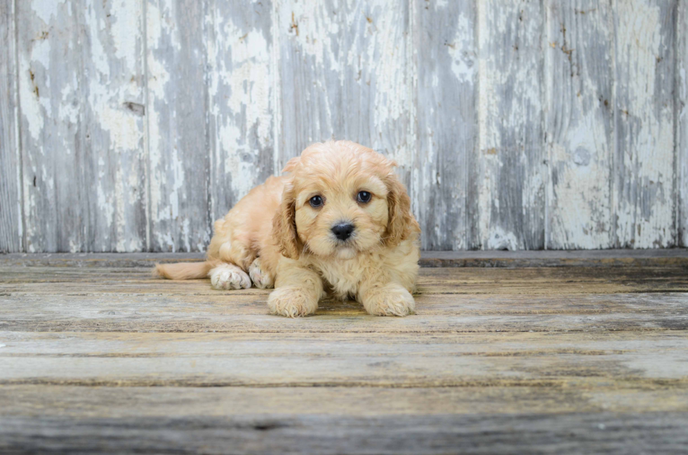 Best Cavachon Baby