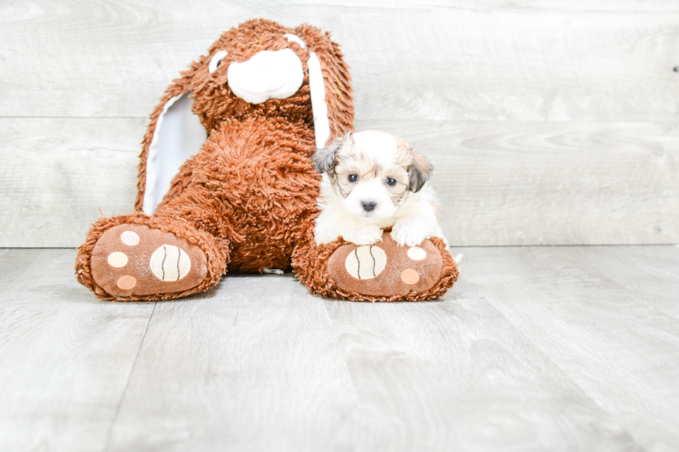 Small Maltipoo Baby