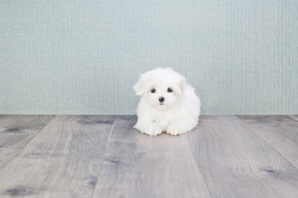 Small Maltese Baby