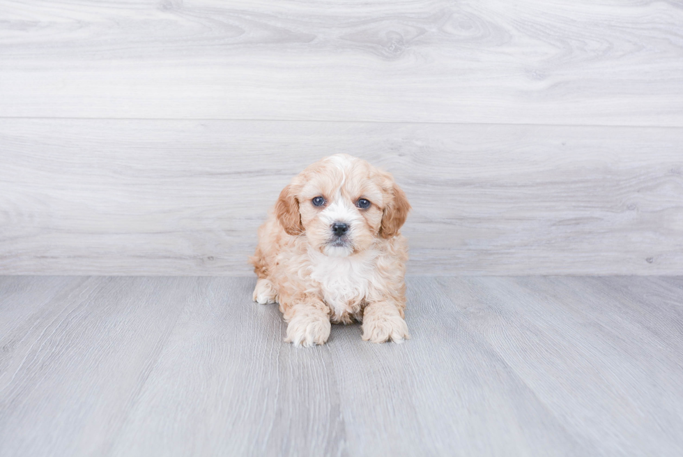 Cute Cavapoo Baby