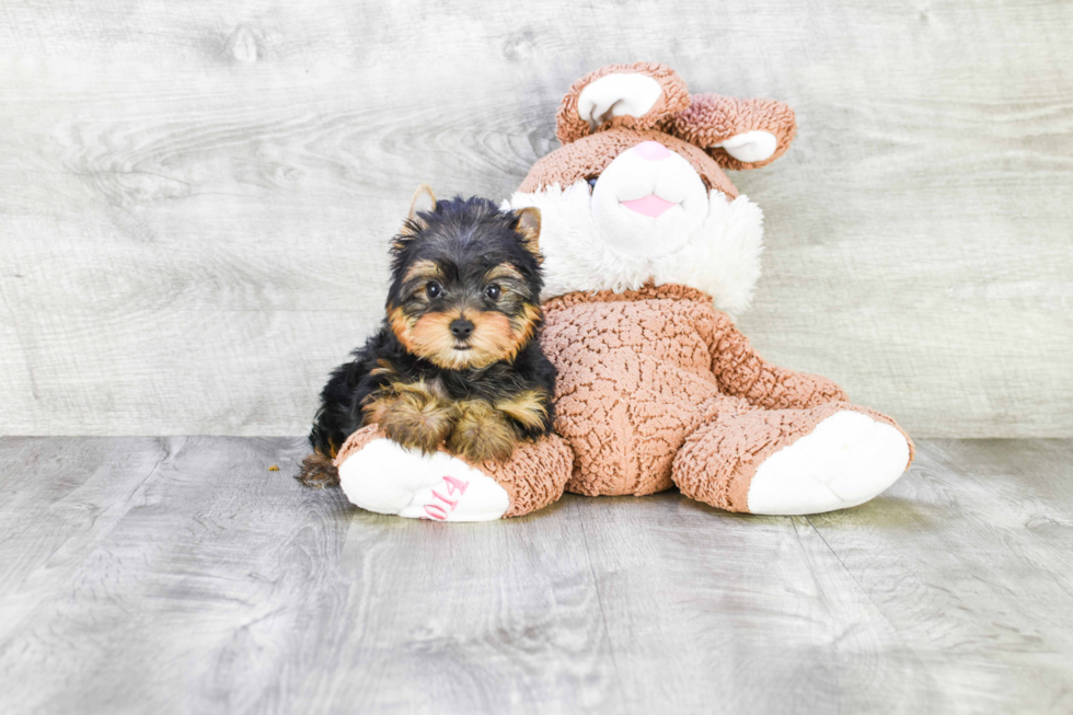 Meet Twinkle - our Yorkshire Terrier Puppy Photo 