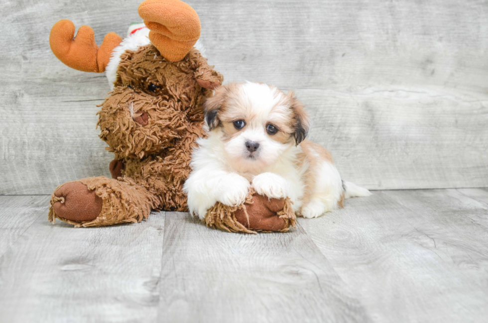 Teddy Bear Puppy for Adoption