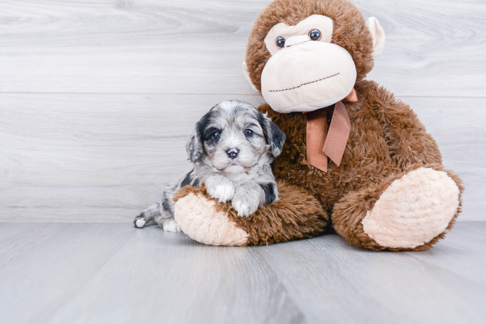 Friendly Cavapoo Baby