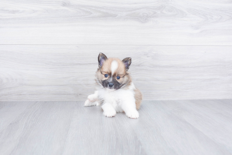 Pomeranian Puppy for Adoption