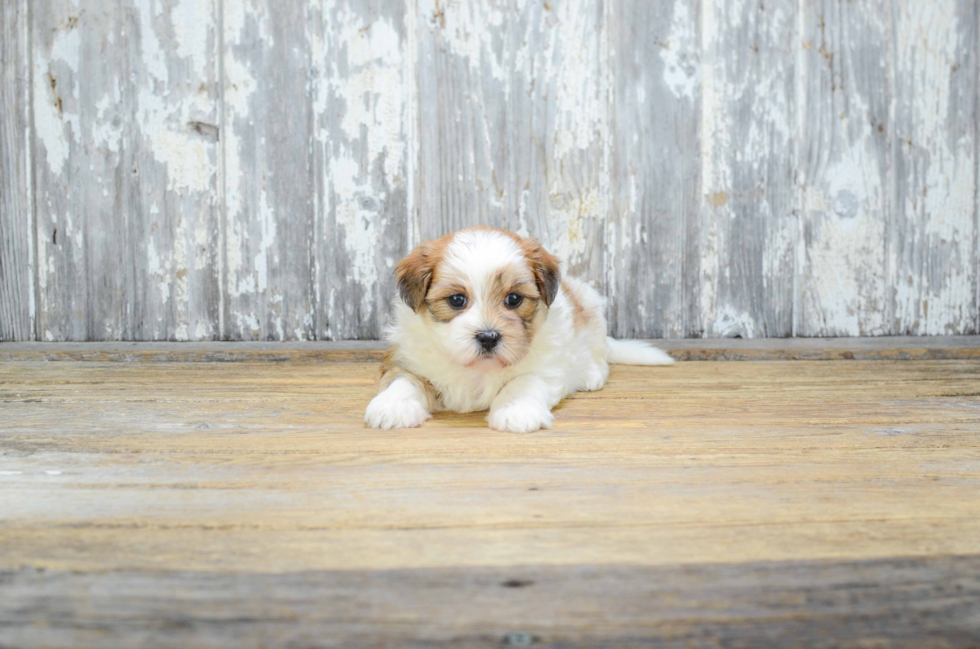 Teddy Bear Pup Being Cute