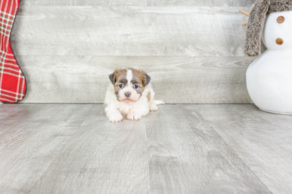 Fluffy Teddy Bear Designer Pup