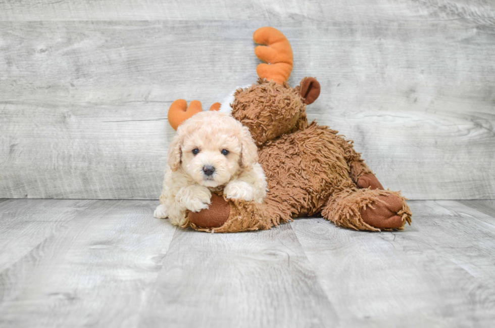 Maltipoo Puppy for Adoption