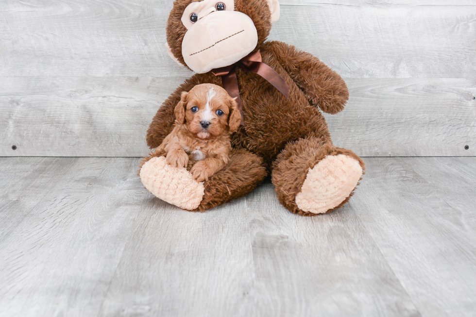 Best Cavapoo Baby