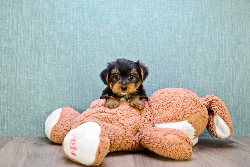 Meet Lisa - our Yorkshire Terrier Puppy Photo 