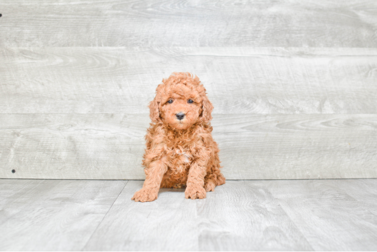 Energetic Golden Retriever Poodle Mix Puppy