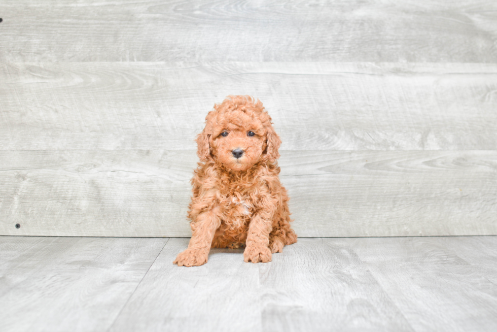 Energetic Golden Retriever Poodle Mix Puppy