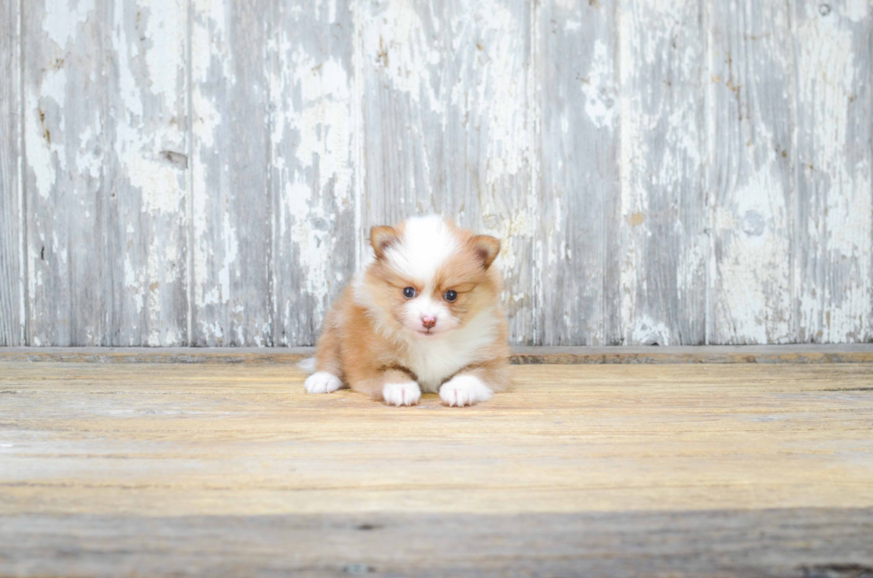 Pomeranian Pup Being Cute