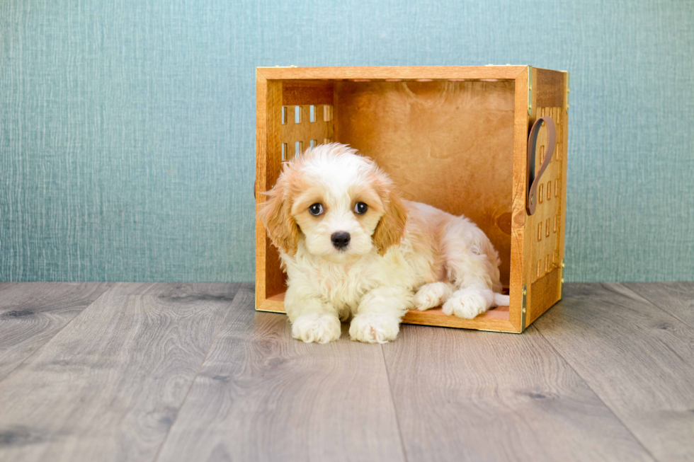 Cavachon Puppy for Adoption