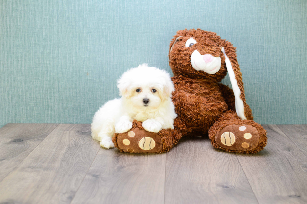 Maltese Pup Being Cute