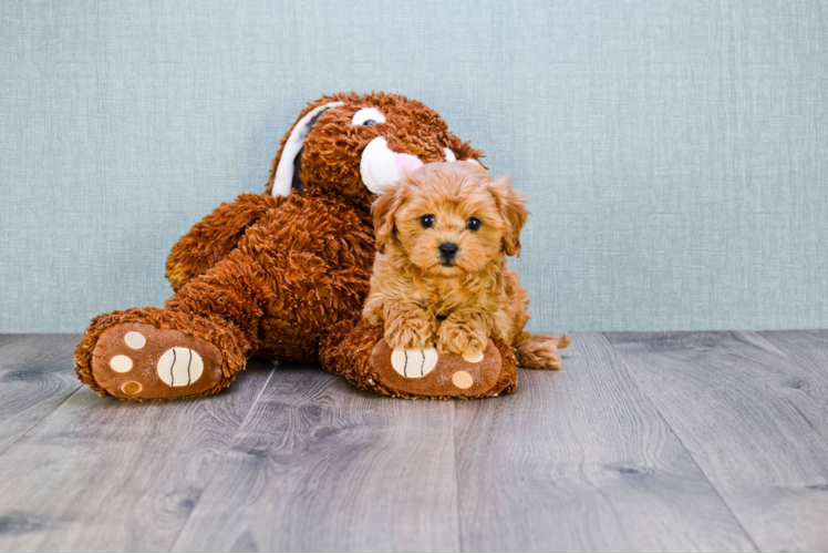 Best Cavapoo Baby