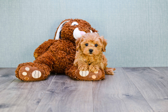 Best Cavapoo Baby