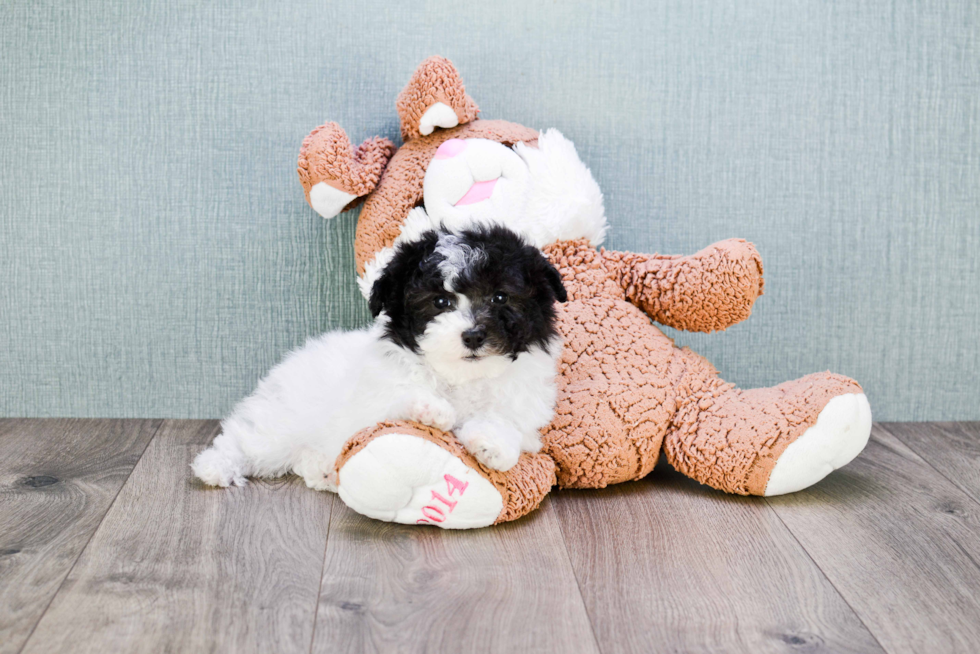 Sweet Havanese Purebred Puppy