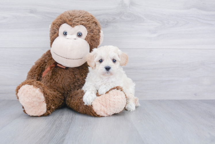 Fluffy Maltipoo Poodle Mix Pup