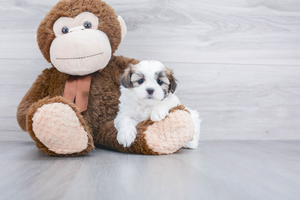 Hypoallergenic Shichon Designer Puppy