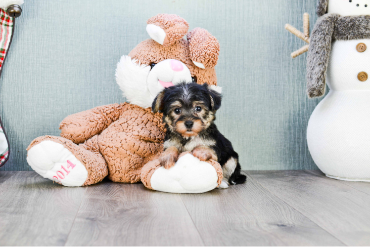 Cute Morkie Baby