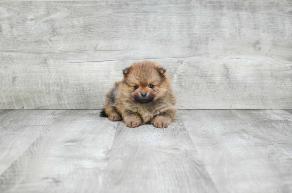 Pomeranian Puppy for Adoption