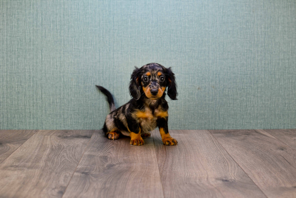 Best Dachshund Baby