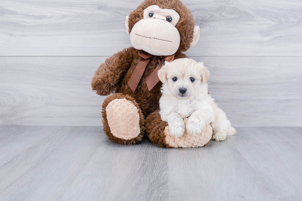 Playful Maltepoo Poodle Mix Puppy