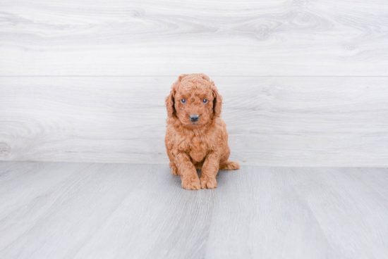 Best Mini Goldendoodle Baby